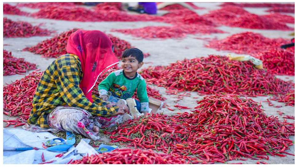 Rajasthan Jodhpur Femous Mathania Red Chili Mathania Mirch Benefits How