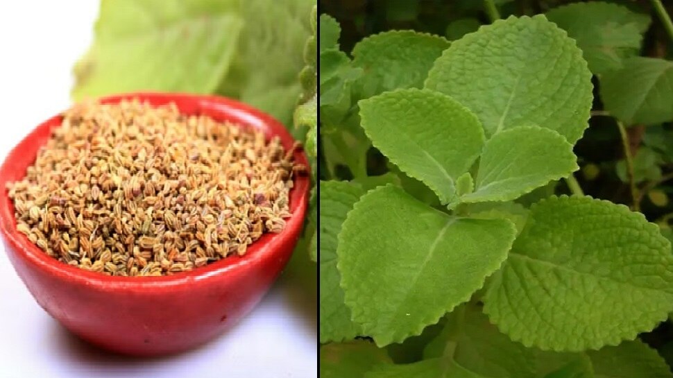 Amazing Health Benefits Of Ajwain Leaves Ajwain Ke Patte Ke Fayde