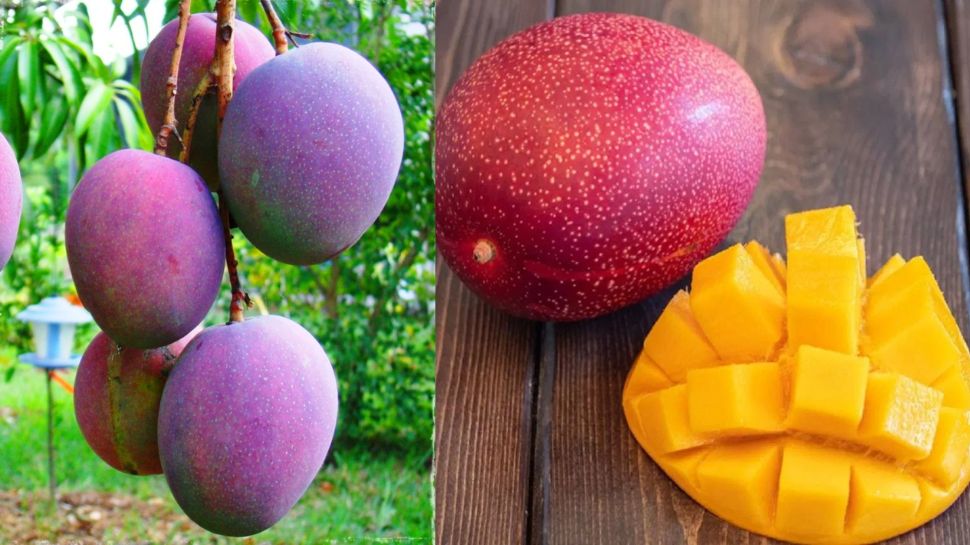 Miyazaki Mango Is The Most Expensive Mango In The World The Price Of