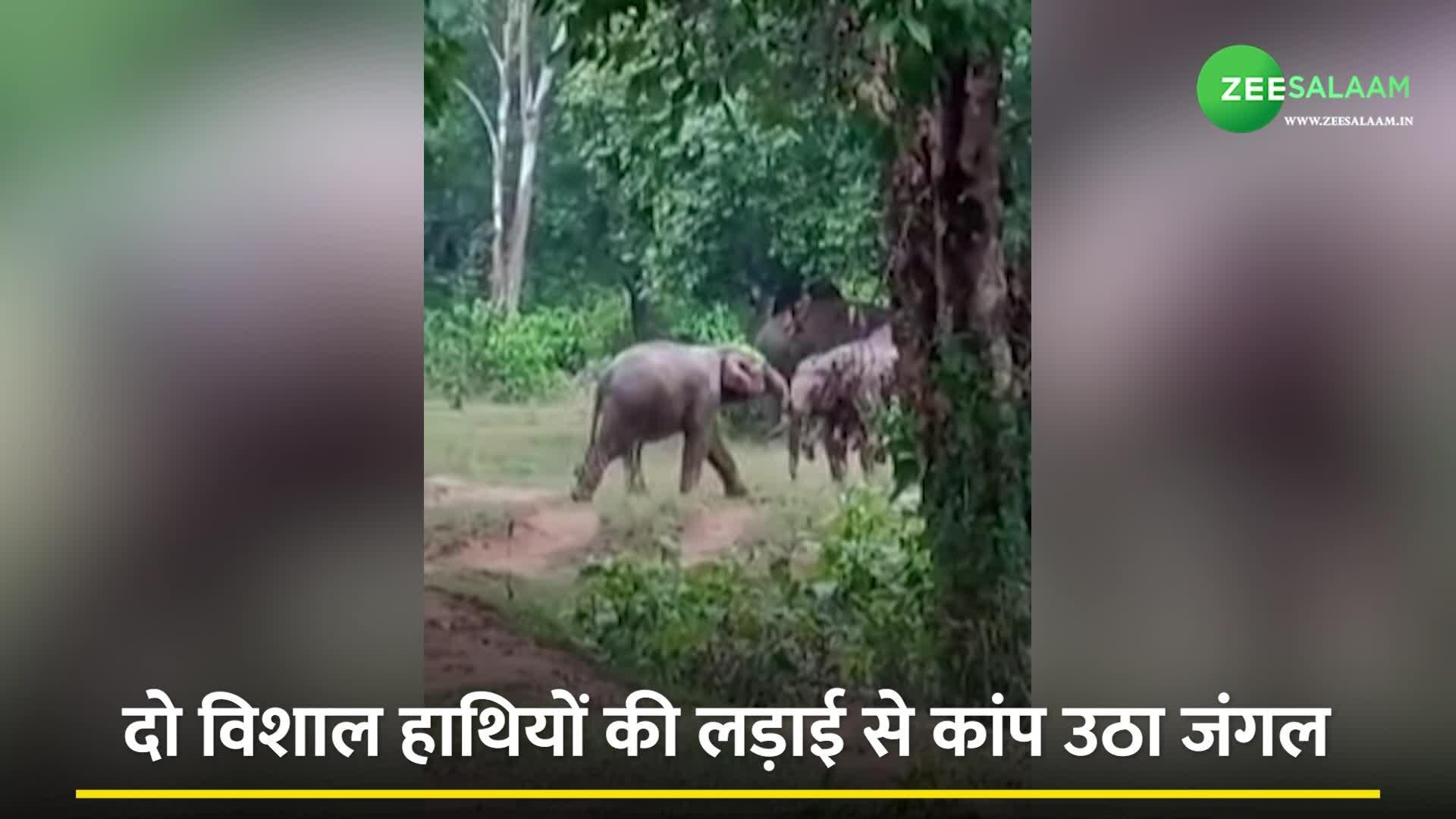 Violent Fight Between Two Elephants In The Middle Of The Forest Whole