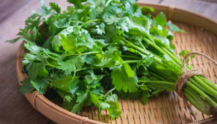 health benefits of coriander leaves it helps in weight loss | गुणों की खान  है हरा धनिया की पत्तियां, वजन बढ़ने की समस्या से भी मिलेगा छुटकारा | Hindi  News, Health