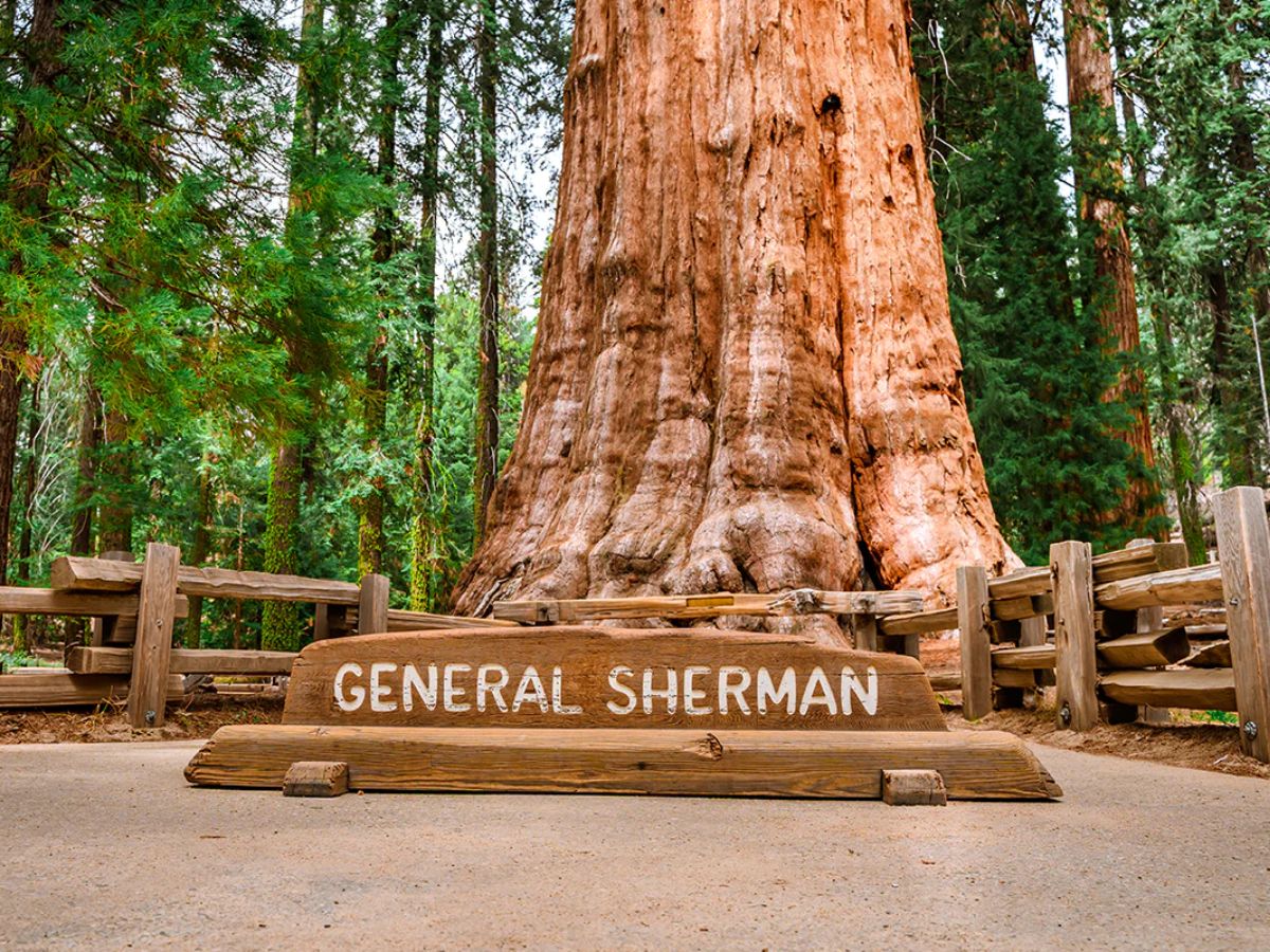 Yet Weighs 2000 Tons Roots Only 6 Feet How This Giant Tree California ...