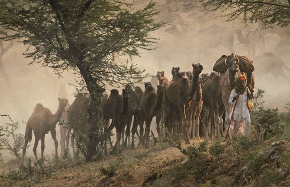 राजस्थान में पुष्कर मेले के दौरान ऊंट।