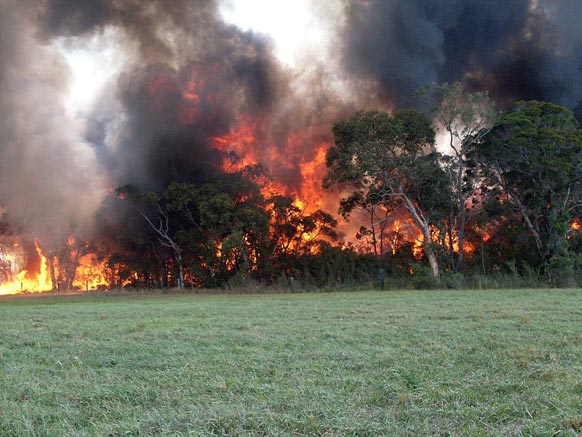 ऑस्ट्रेलिया के जंगलों में लगी भयानक आग।