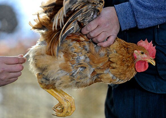 चीन के जिआंगसू प्रांत में एक चिकन से नमूने एकत्र करता एक चिकित्सक।