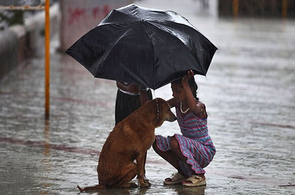 मुंबई में मॉनसूनी बारिश से बचने के लिए छाते से कुत्ते को बचाती एक लड़की।