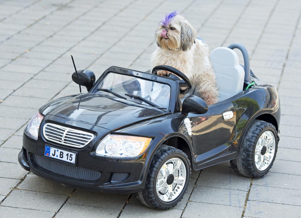 जर्मनी में आयोजित डॉग शो का एक दृश्य जिसमें कुत्ता गाड़ी पर सवार है।