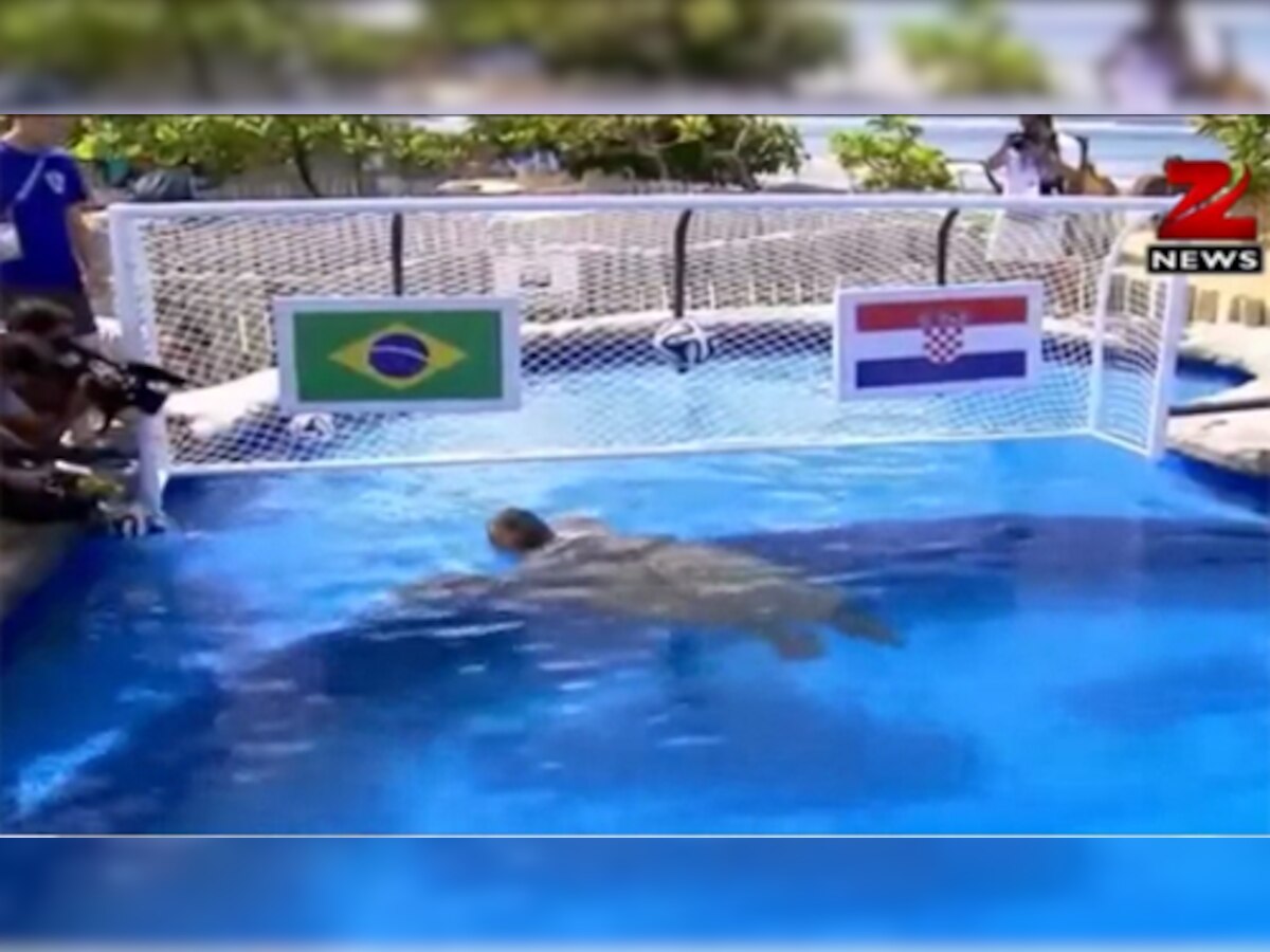 'बिग हेड' कछुअे ने की भविष्‍यवाणी-ब्राजील जीतेगा फीफा वर्ल्‍ड कप का पहला मैच
