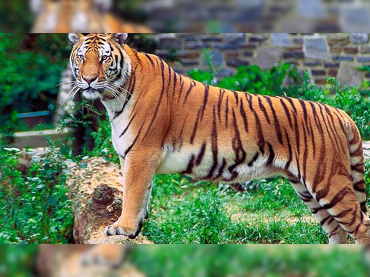 'दुनियाभर के जंगलों में सिर्फ 3200 बाघ बचे, सौ साल पहले थे 1 लाख बाघ'