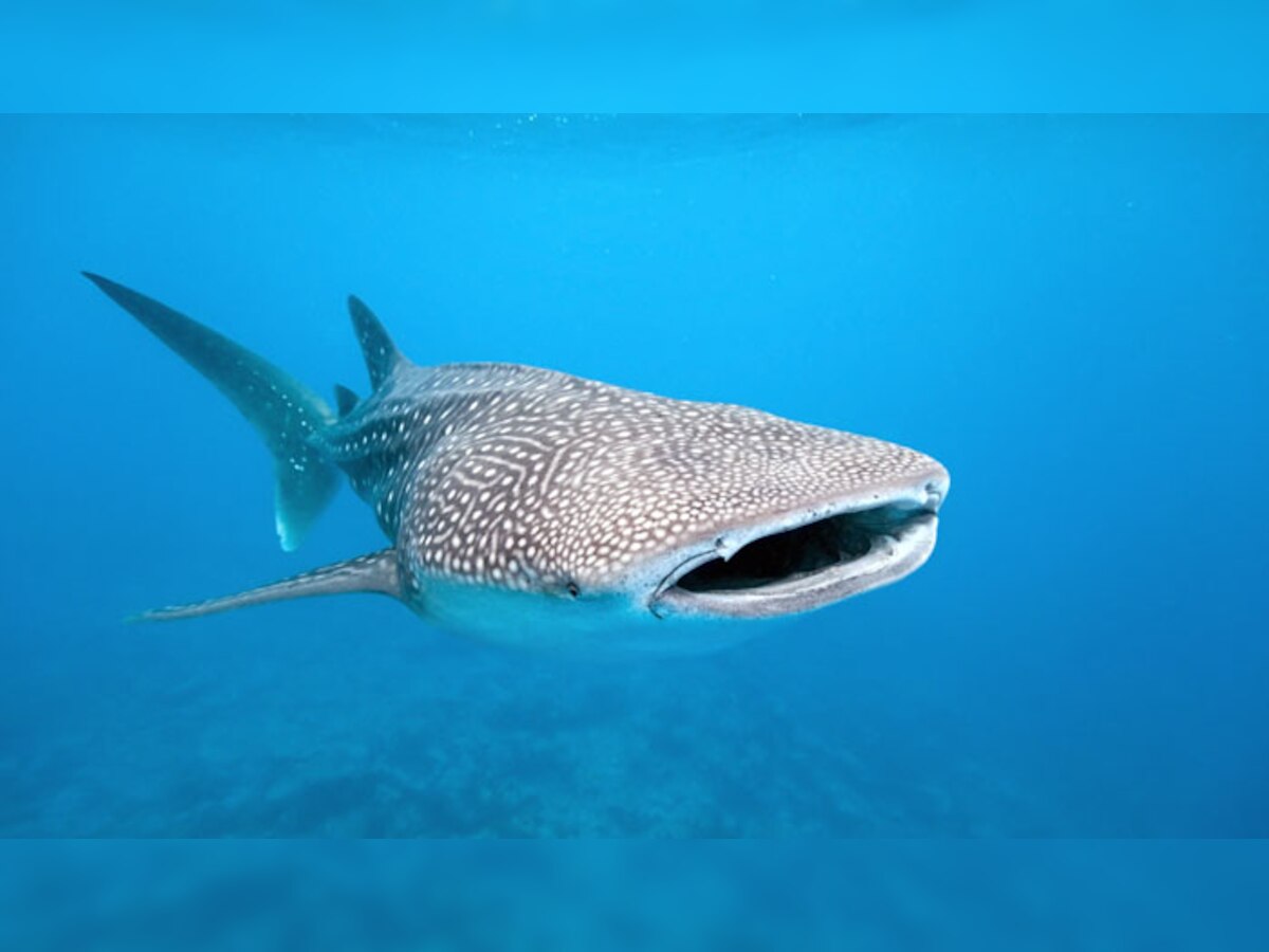 व्हेल शार्क का प्रजनन क्षेत्र है गुजरात तट: अध्ययन