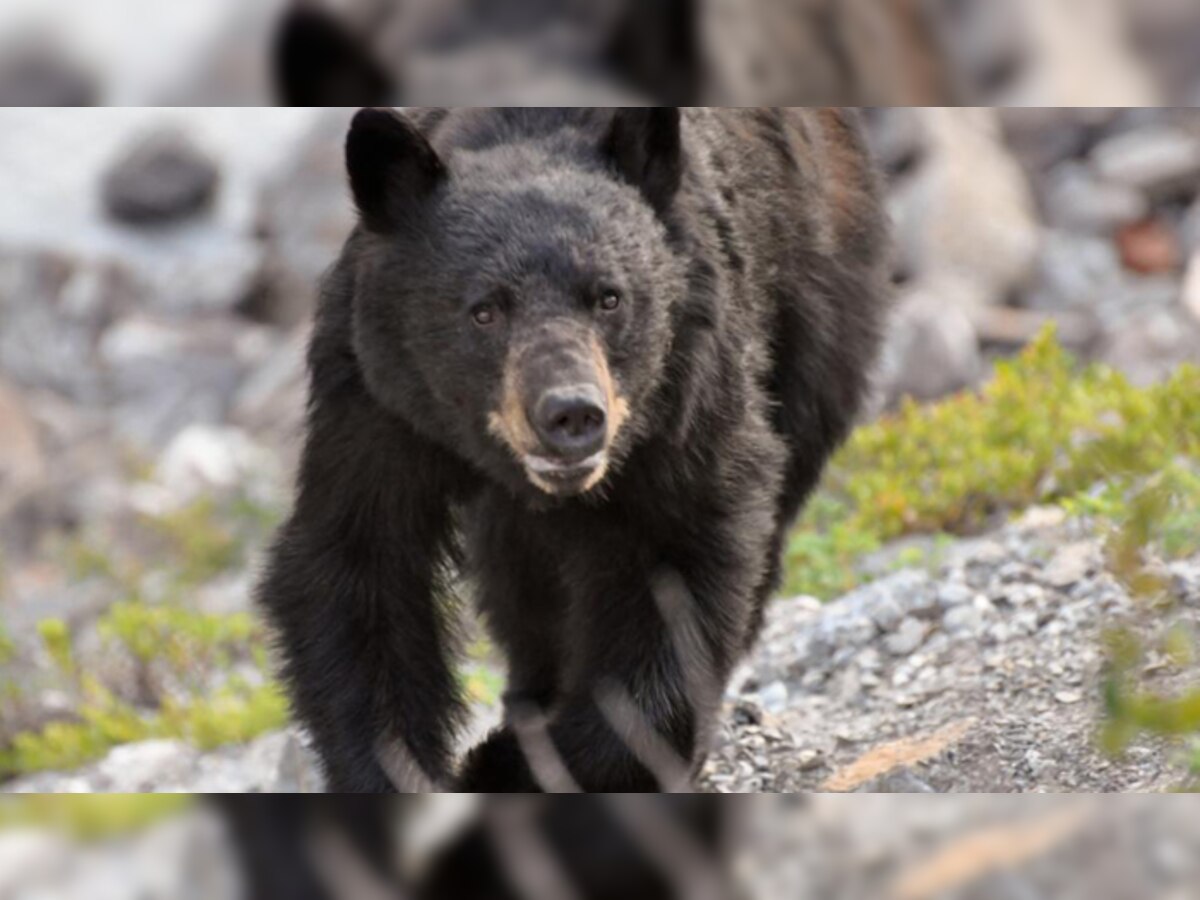 अमेरिका: प्राकृतिक उद्यान में भालू ने भारतीय मूल के छात्र को मार डाला