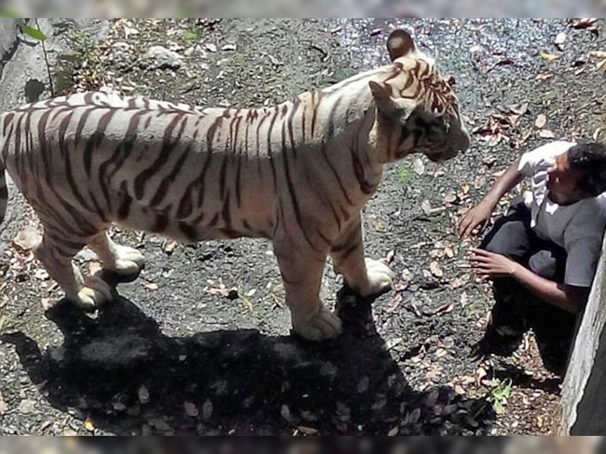बाघ ने मकसूद के किसी अंग को भी नहीं खाया था, फिर भी चली गई जान
