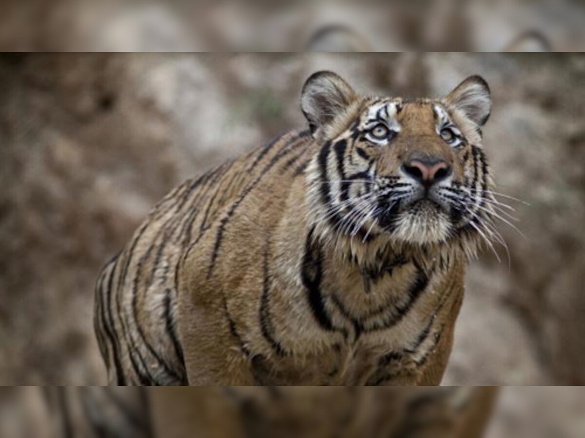 दुनिया भर के बाघों में से 50 फीसदी रहते हैं भारत में