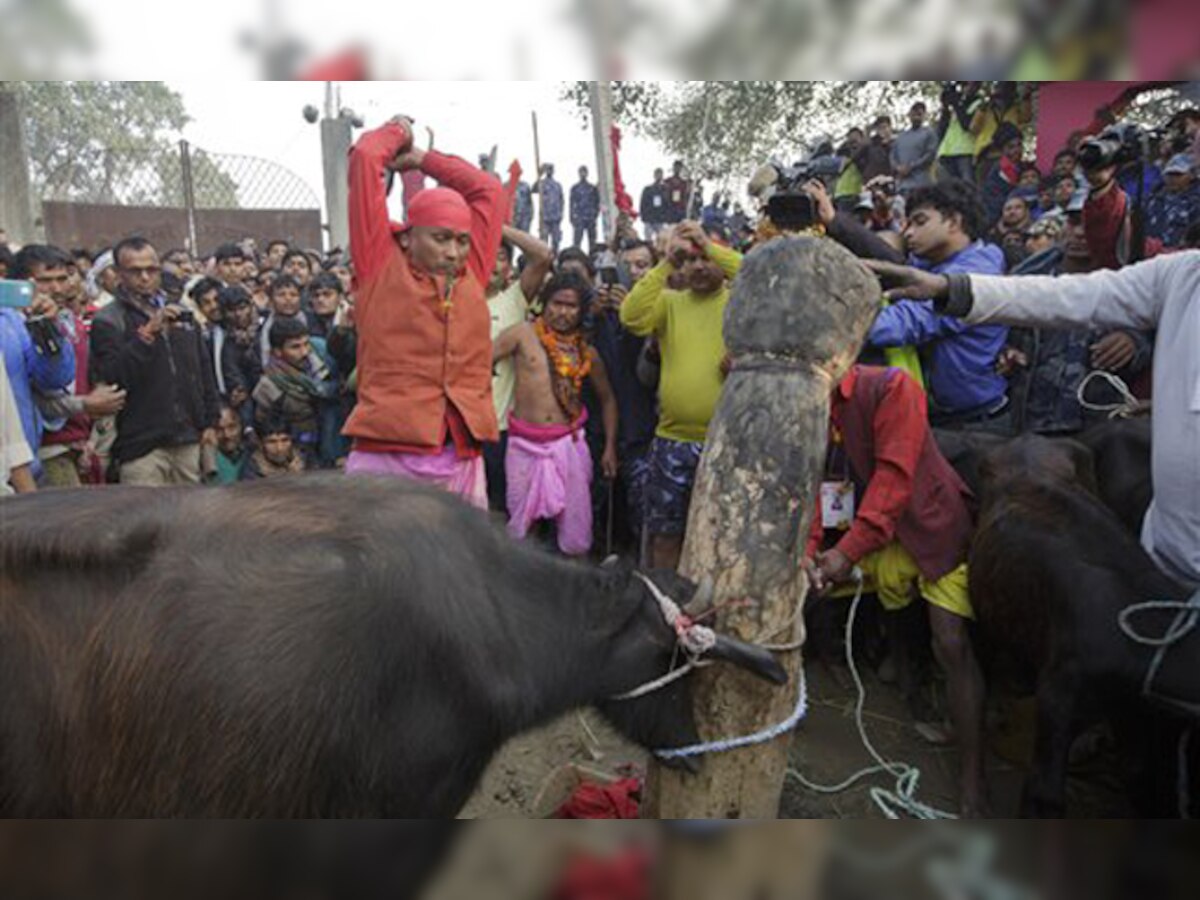 नेपाल में पशुओं की बलि देने के उत्सव में 5000 भैंसों की दी गई बलि 