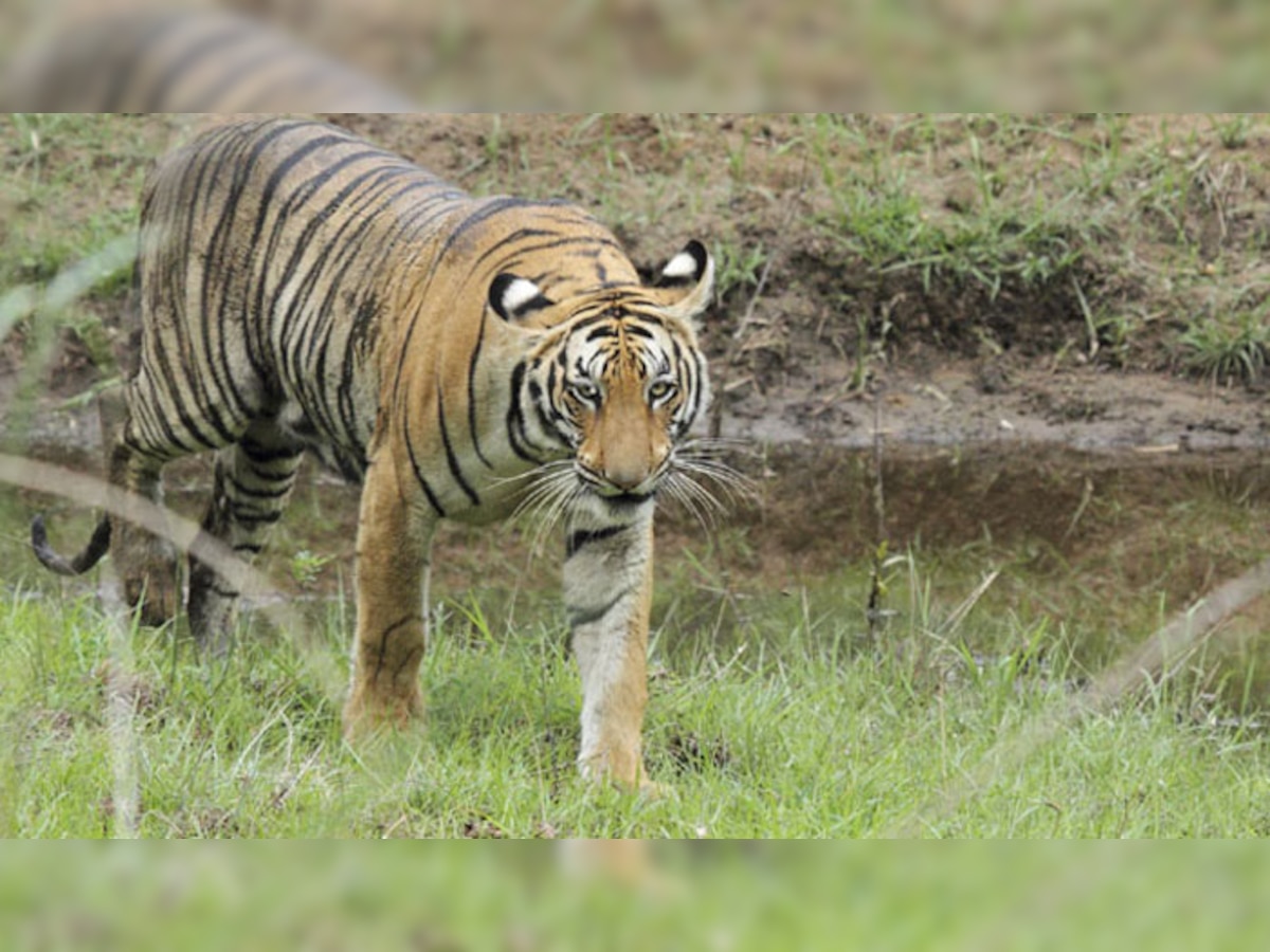 देश में बाघों की आबादी में 30 फीसदी इजाफा, अब हो गए 2,226 बाघ