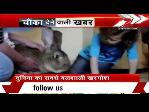 Meet Darius,the world's biggest rabbit ! | मिलिये, दुनिया के सबसे ...