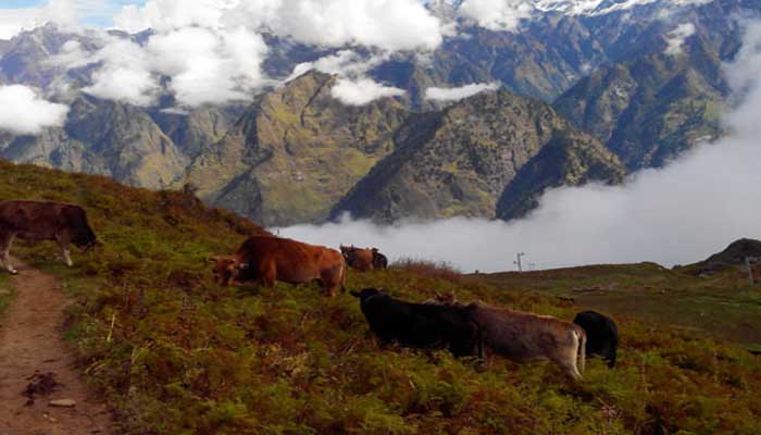 फर्जी दस्तावेजों से मैदानी इलाकों में ट्रांसफर ले रहे सरकारी कर्मचारी फर्जी दस्तावेजों से मैदानी इलाकों में ट्रांसफर ले रहे सरकारी कर्मचारी