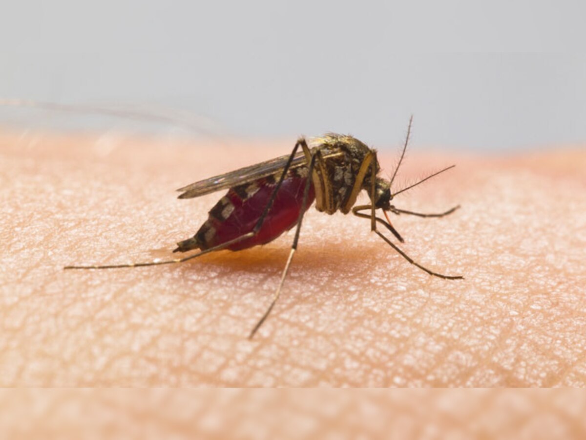 डेंगू से निपटने के लिए चीन ने स्थापित की सबसे बड़ी मच्छर फैक्टरी