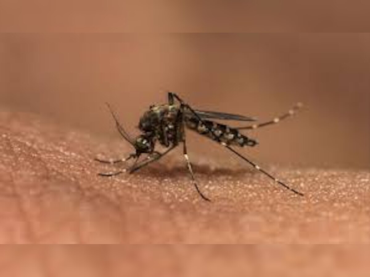 राष्ट्रीय राजधानी में डेंगू से 2 और लोगों की मौत  