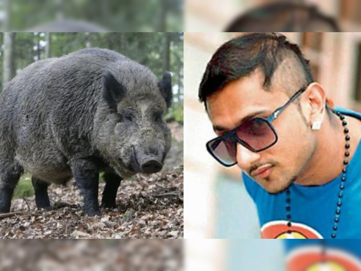 हनी सिंह के गाने बजाकर खेतों से भगाए रहे हैं जंगली सूअर