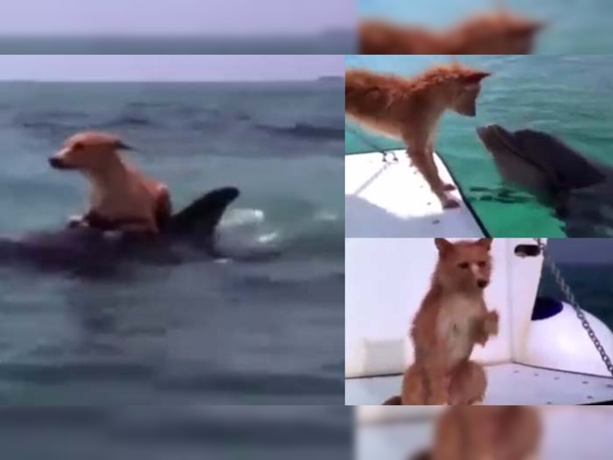 देखें VIDEO: गहरे समुद्र में फंसे एक कुत्‍ते की जान व्‍हेल ने कैसे बचाई 