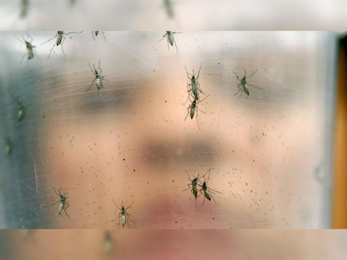 ऐडीज मच्छर वाले दूसरों देशों में फैल सकता है जिका: डब्ल्यूएचओ