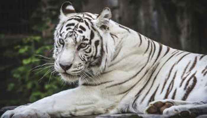 World S First White Tiger Safari To Be Start In Madhya Pradesh मध य प रद श म ह ग द न य क पहल सफ द ब घ सफ र 3 अप र ल स श र Hindi News मध य प रद श एव छत त सगढ