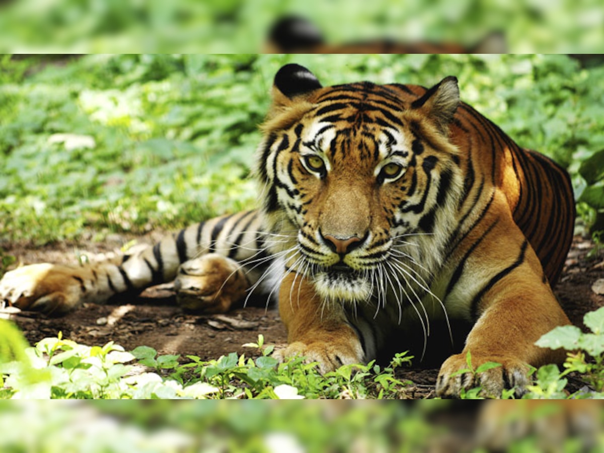 दुनियाभर में बढ़ गई बाघों की संख्या, भारत में सबसे ज्यादा 2226 टाइगर