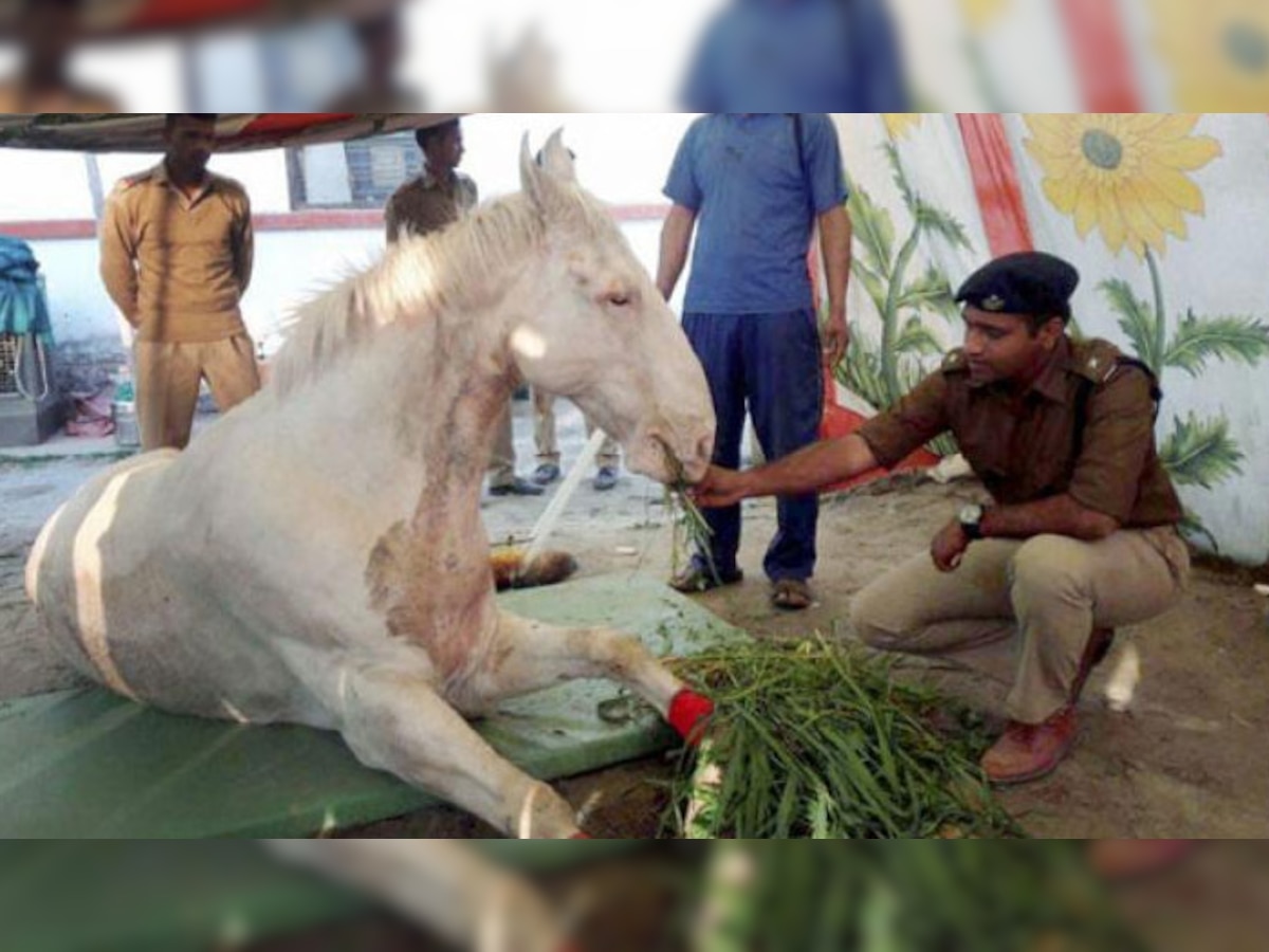 घोड़े शक्तिमान की मौत: पुलिस मामले को अंजाम तक पहुंचायेगी, आरोपी MLA जोशी ने जताया अफसोस