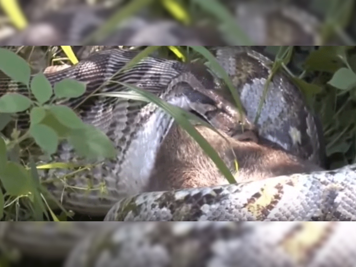 शॉकिंग VIDEO : ...और देखते ही देखते हिरण को निगल गया अनाकोंडा  