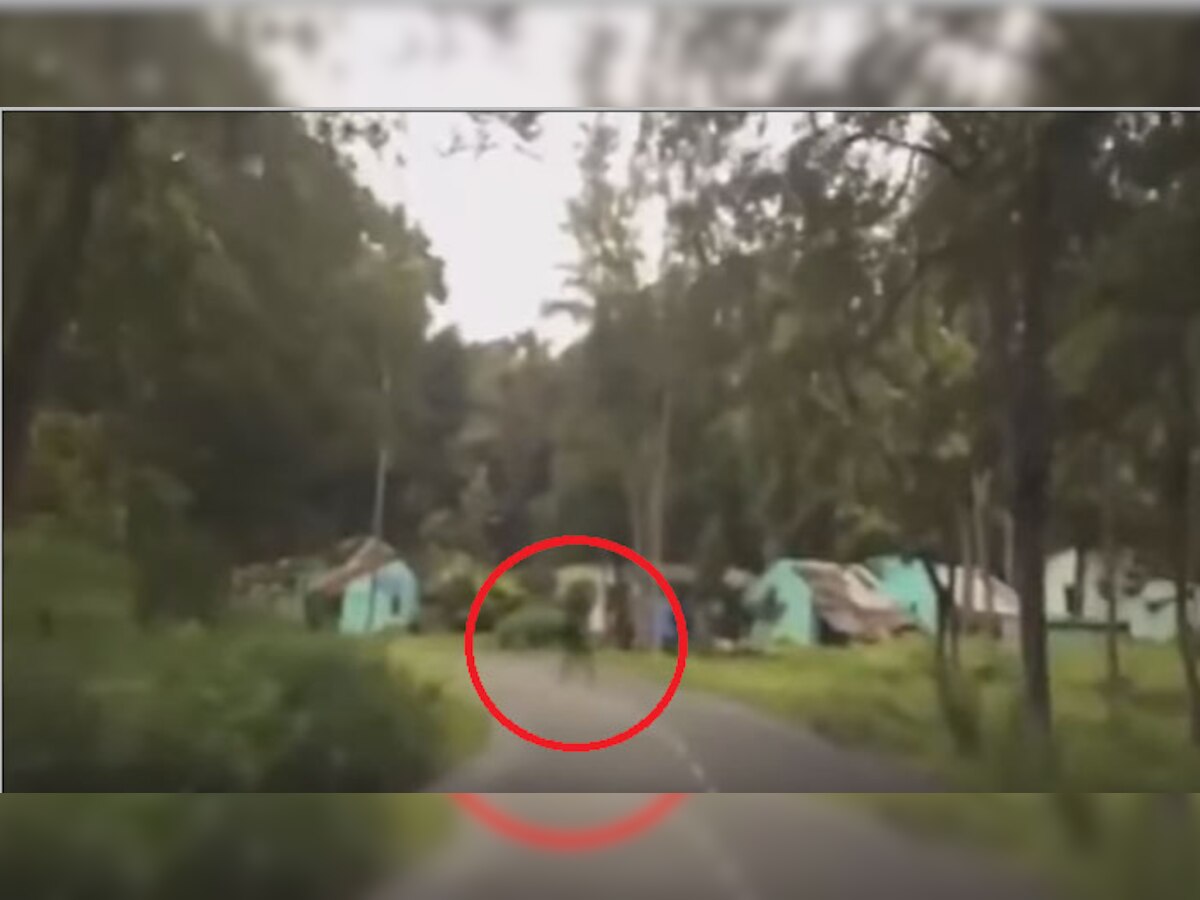 देखें VIDEO : कैमरे में कैद हुआ जंगल से बाहर निकलता 'भूत'! 