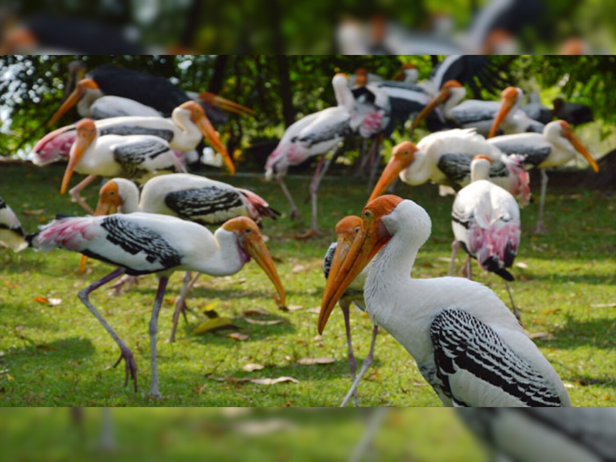 दिल्ली चिड़ियाघर को नया रूप देने की तैयारी, दिया जाएगा जंगल रूपी वातावरण 
