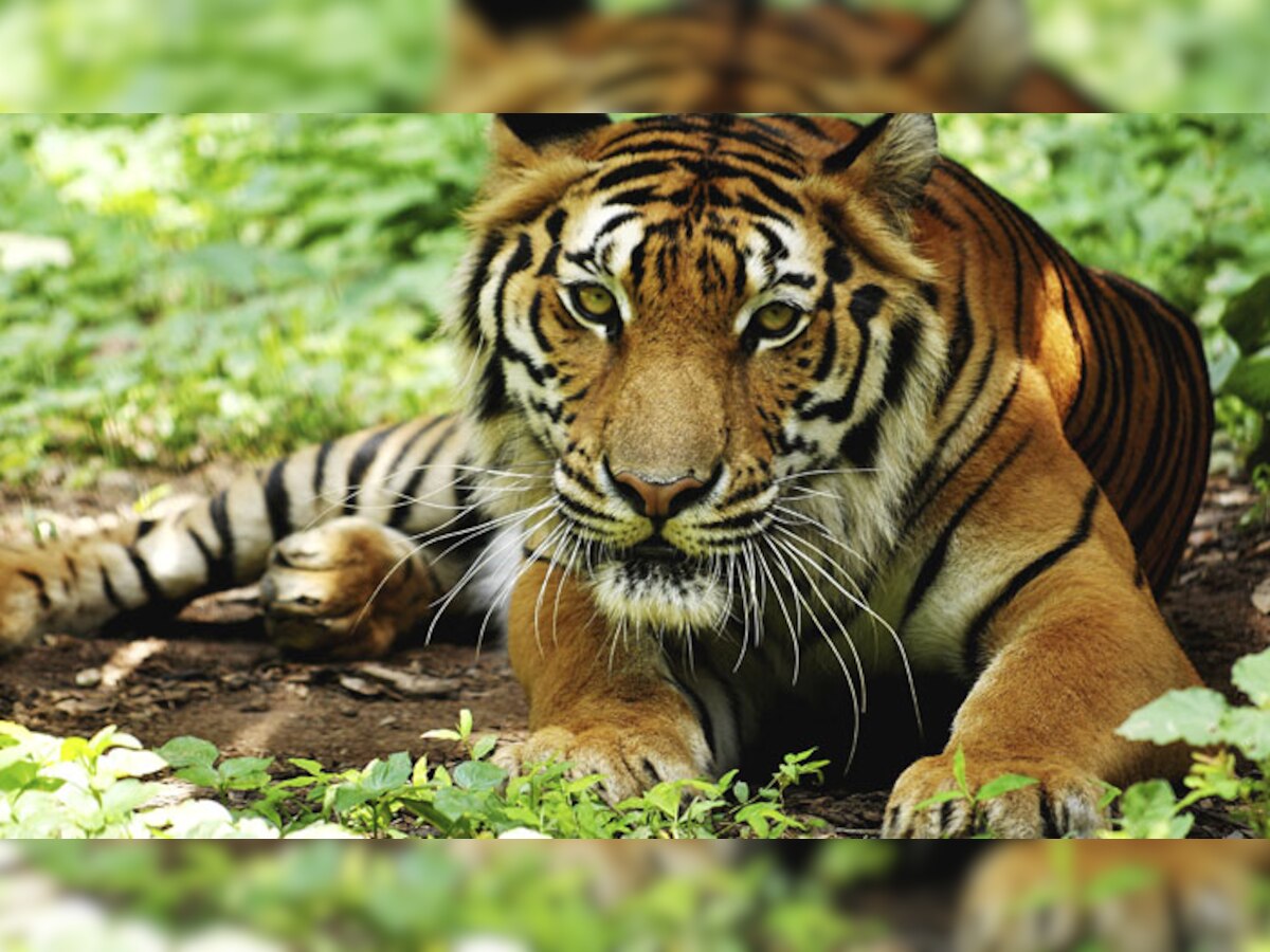 क्या भारत में बाघों की संख्या बढ़ा चढ़ाकर बताई गई ? 