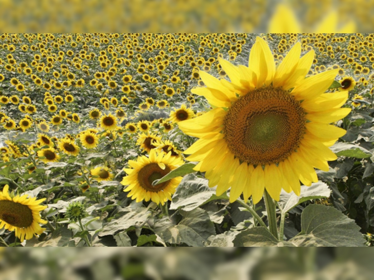 सुलझ गया सबसे पुराना रहस्य! आखिर सूरजमुखी का फूल सूर्य की दिशा में ही क्यों रखता है मुंह 