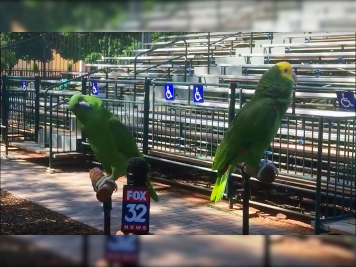 when a reporter interviewed two parrots! watch video of talking and ...