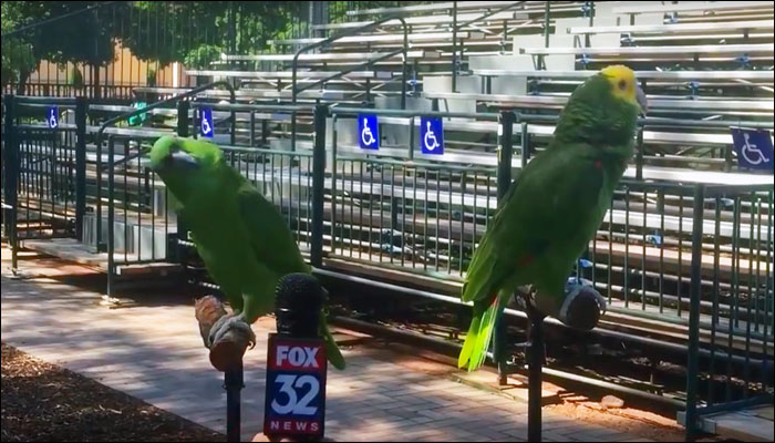 Reporter Parrot when a reporter interviewed two parrots! watch video of talking and ...
