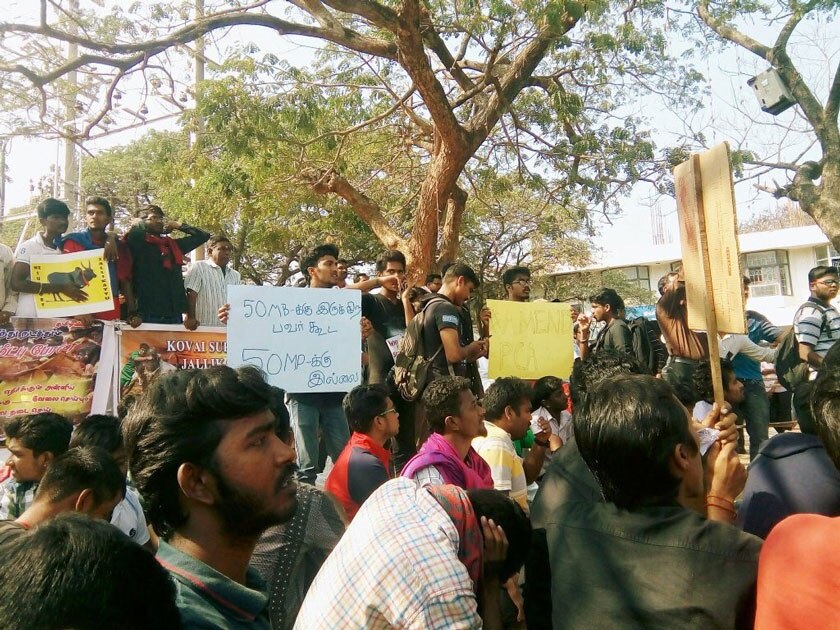 Jallikattu Protest in Tamil Nadu Jallikattu Protest in Tamil Nadu