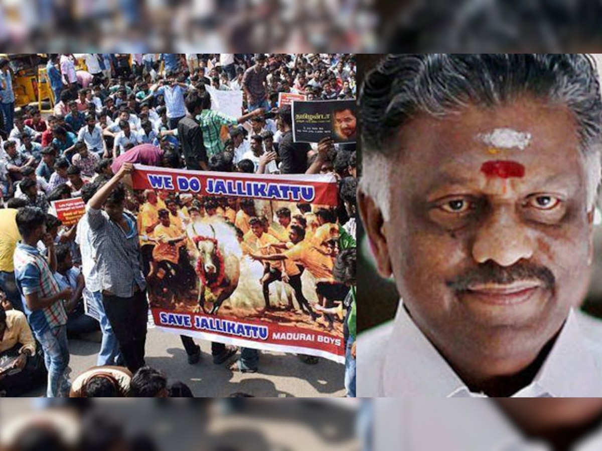 तमिलनाडु सरकार जल्लीकट्टू पर अध्यादेश जारी करेगी, मुख्यमंत्री ने प्रदर्शनकारियों से विरोध-प्रदर्शन खत्म करने को कहा