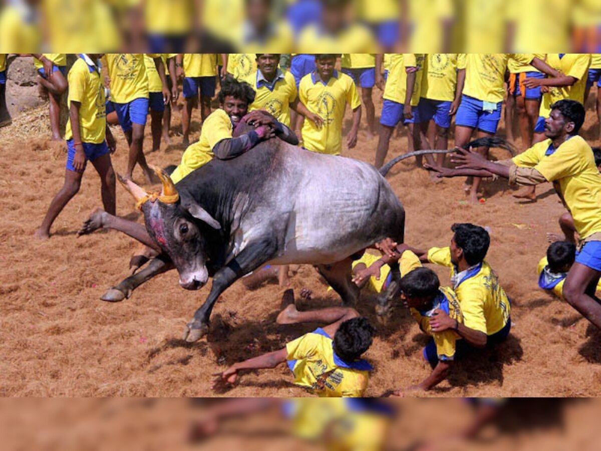 तमिलनाडु में जल्लीकट्टू का आयोजन; खेल के दौरान 2 और प्रदर्शन के दौरान एक की मौत