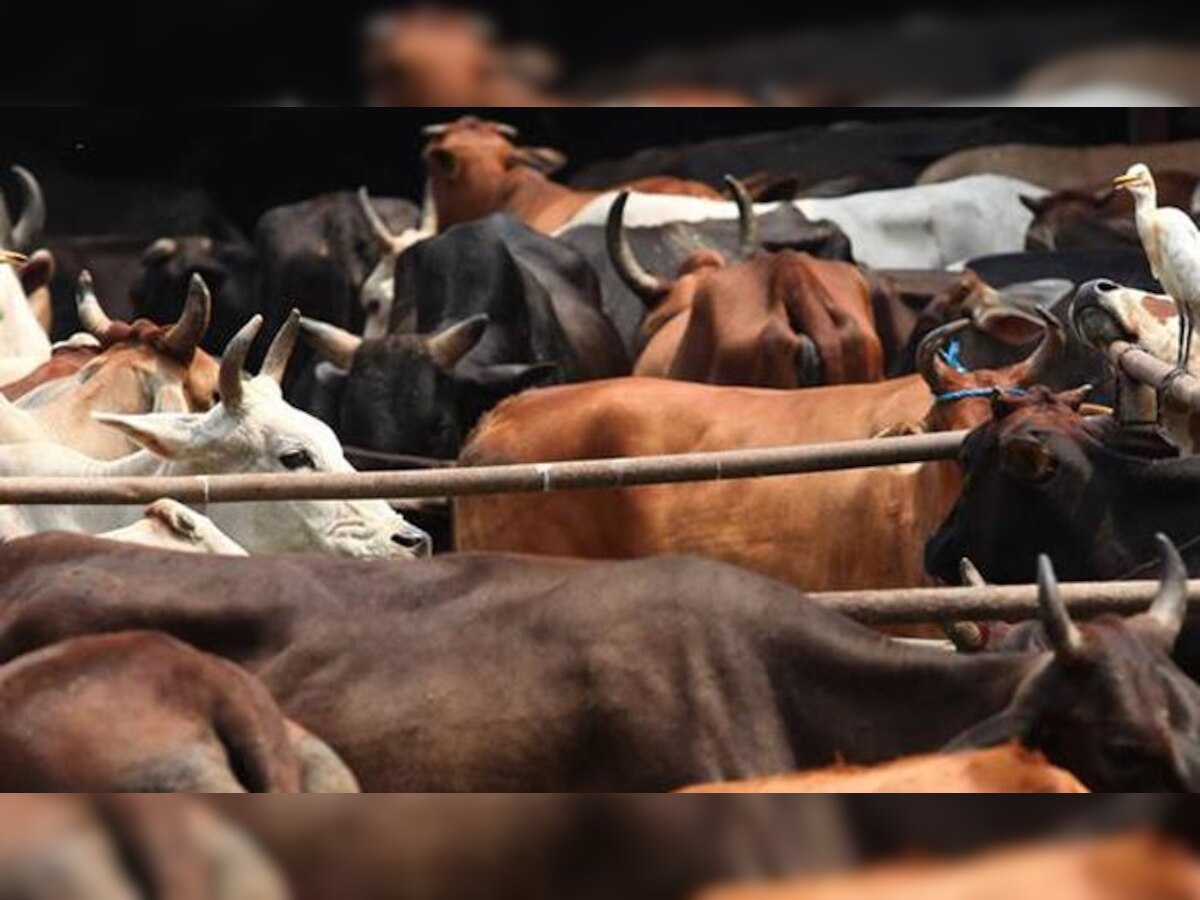 RTI Reveals Not a Single registered Slaughterhouse in India's Eight