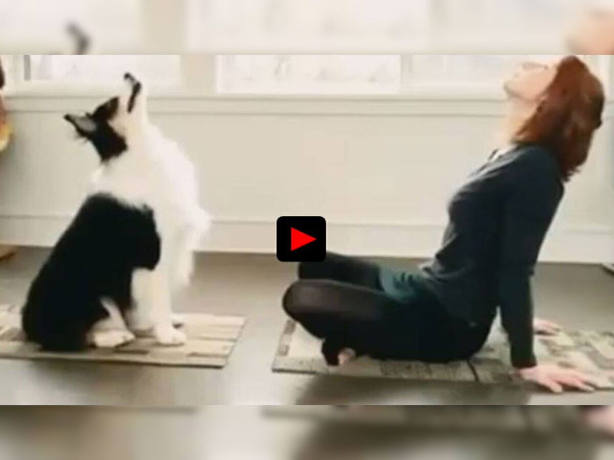 ये कुत्ता भी करता है मस्त योगा, वायरल हुआ वीडियो  (still grab)