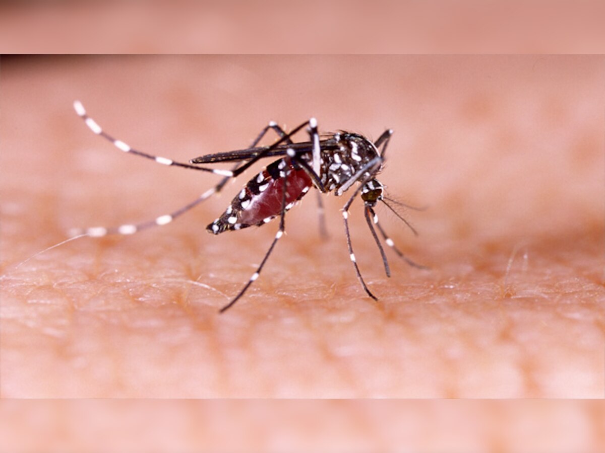 दिल्ली में दर्ज डेंगू के मामलों का आंकड़ा करीब 100 पहुंच रहा है. (प्रतीकात्मक चित्र)