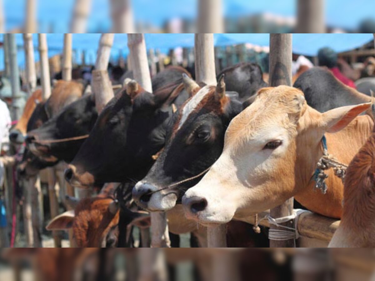 गौशाला की पहल लावारिस गायों को स्वच्छ वातावरण में रखे जाने को लेकर की गई है. (FILE PHOTO)
