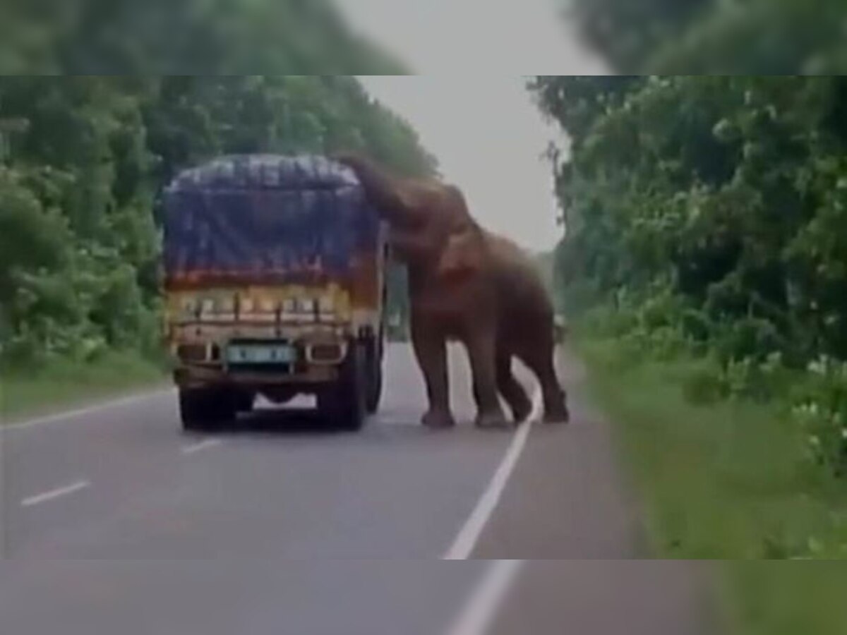कैमरे में कैद हुई हाथी की मस्ती, ट्रक रोककर खाए आलू (Screen Grab)