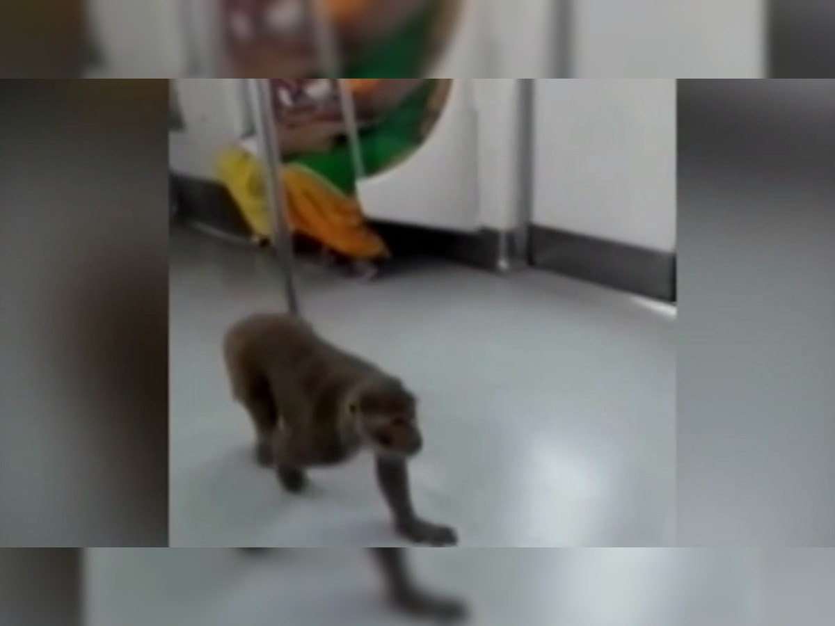 मेट्रो में बंदर का वीडियो हुआ वायरल (फोटो- वीडियो से लिया गया)