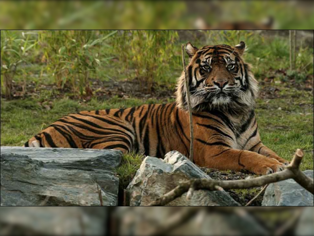 पिछले साल देश में कुल 100 बाघों की मौत हुई थी, जिनमें से 30 बाघों की मौत मध्य प्रदेश में हुई थी.  (FILE-प्रतीकात्मक फोटो)