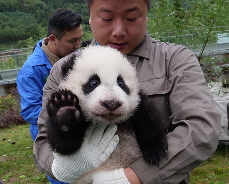 36 cute baby pandas make debut at China`s breeding centers 36 cute baby pandas make debut at China`s breeding centers