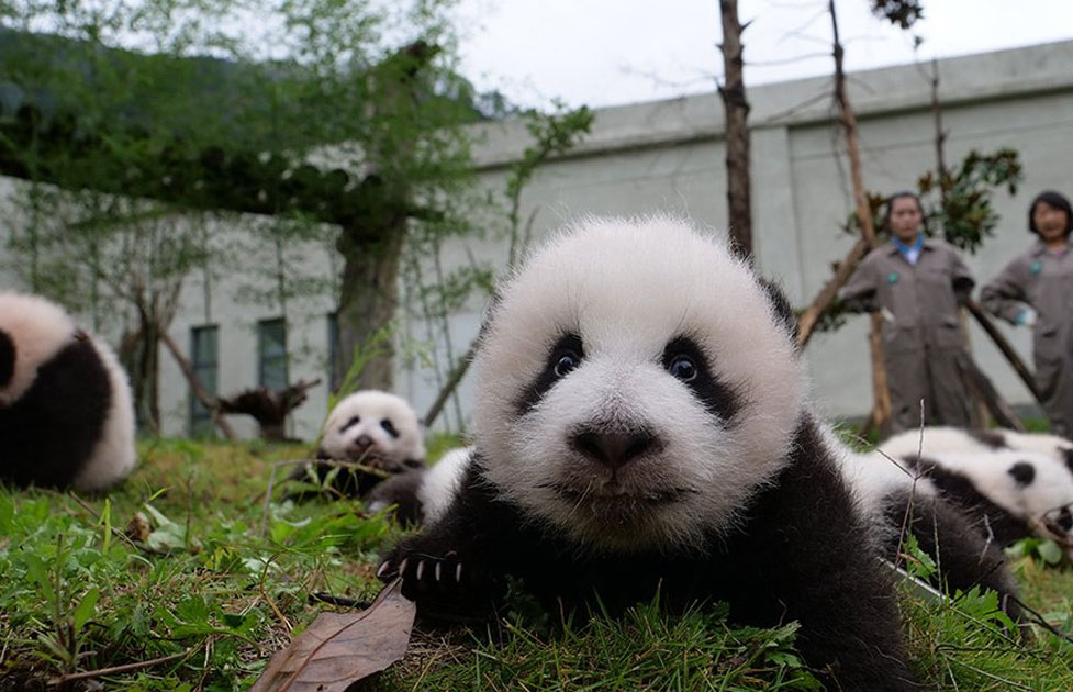 The China Giant Panda Protection and Research Center bred 42 panda cubs in 2017 out of which 36 made their public appearance. The China Giant Panda Protection and Research Center bred 42 panda cubs in 2017 out of which 36 made their public appearance.