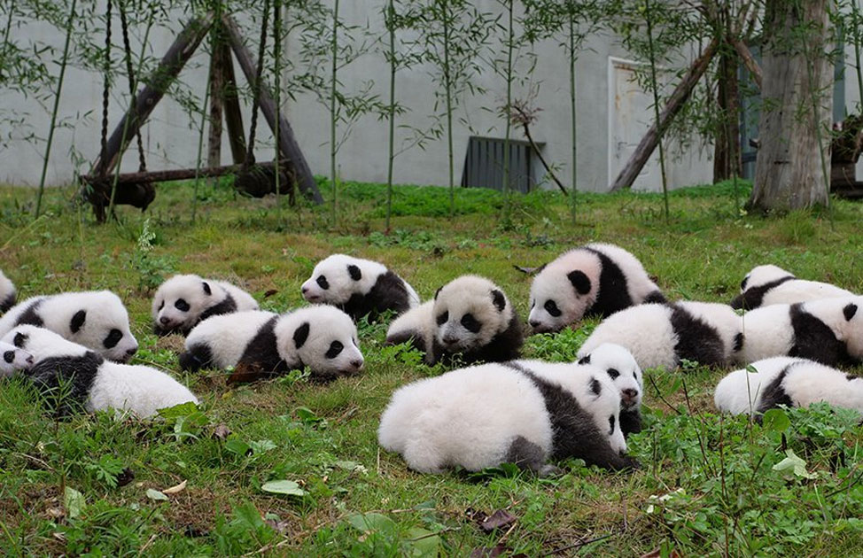 The China Giant Panda Protection and Research Center bred 42 panda cubs in 2017 out of which 36 made their public appearance. The China Giant Panda Protection and Research Center bred 42 panda cubs in 2017 out of which 36 made their public appearance.