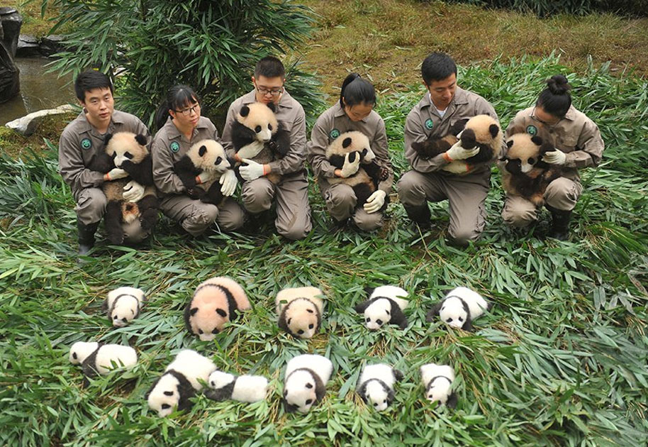 The China Giant Panda Protection and Research Center bred 42 panda cubs in 2017 out of which 36 made their public appearance. The China Giant Panda Protection and Research Center bred 42 panda cubs in 2017 out of which 36 made their public appearance.